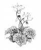 Cyclamen