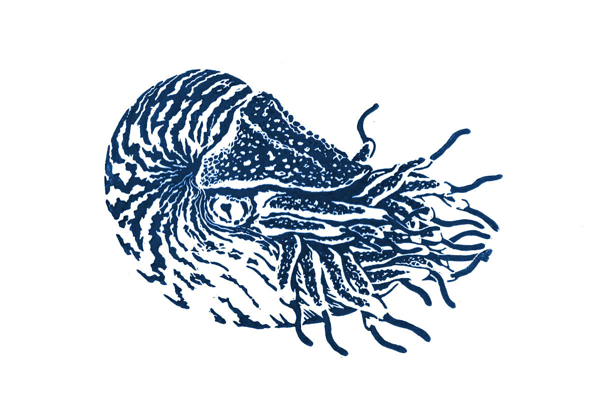 Linogravure représentant un nautile, imprimée à l'encre bleue