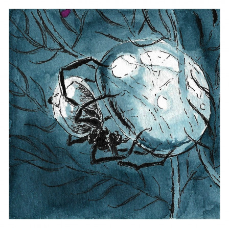 Dessin à l'encre bleue d'une argyronète, une espèce d'araignée vivant sous l'eau en construisant des bulles d'air.